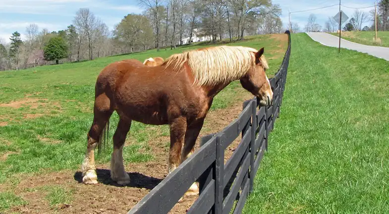 It's important to make sure your horse's fencing is in good condition and secure