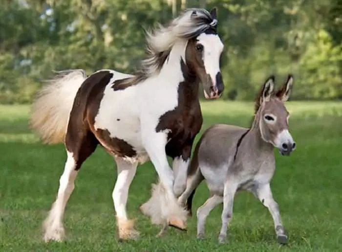 Despite their similarities horses and ponies aren't the same species as donkeys
