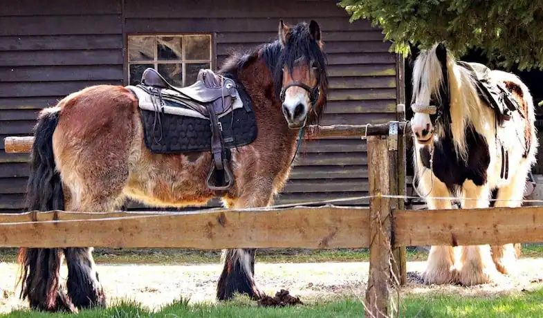 What size horse should you be riding?