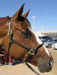 Roller leather horse halters are similar in style to rope halters