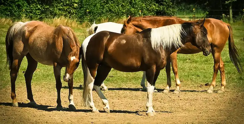 Keeping a horse with other horses will stop them from getting anxious and stressed