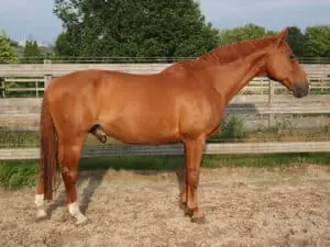 The Dutch Warmblood is a very expensive horse breed