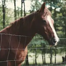 Mesh fencing can be good for horses but may be a little bit difficult for them to see if its too thin