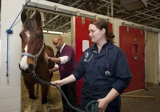 Becoming an equine veterinarian requires years of training but can be very rewarding