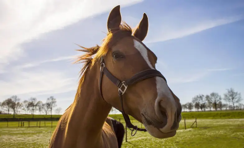 20 Tips to Help You Prepare Your Horse For Spring