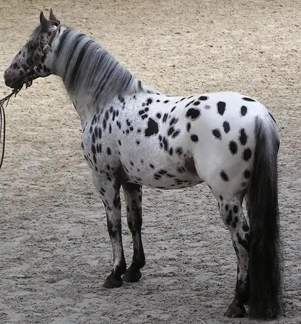 The leopard complex gene is responsible for all spotted coat patterns in horses