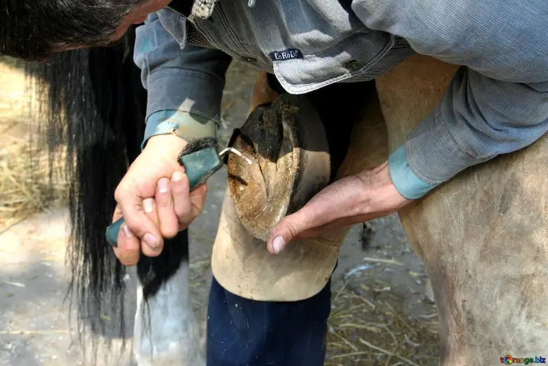 Always pick the hooves downwards