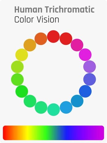 Human trichromatic color vision © www.horsefactbook.com