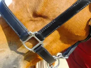 Most horse halters have some metals parts