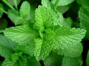 As well as tasting nice, mint will also help your horse's digestive health