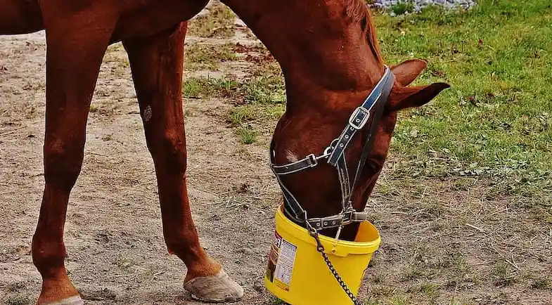 Lack of vitamins and minerals can be a cause for a horse windsucking