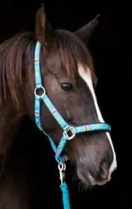 Nylon halters can be personalized for each horse