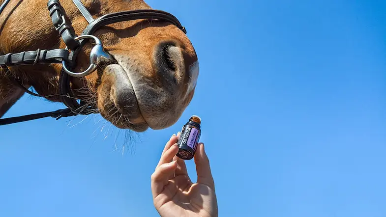 Lavender is great for calming a stressed out horse