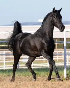 As well as being one of the oldest breeds in the world, the Arabian is also one of the most expensive