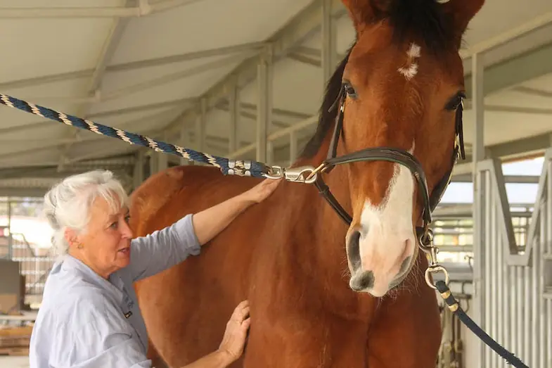 An equine physiotherapist will help to get your horse back to work