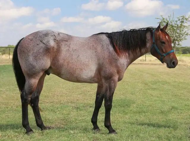 Roan horses can be one of any four shades