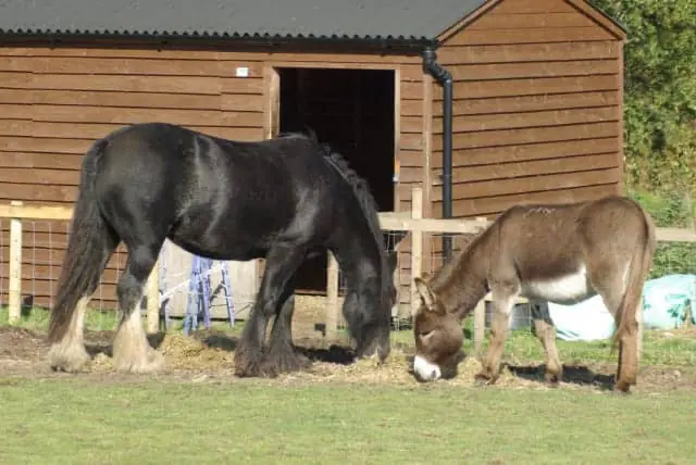 Donkeys and horses are often seen together and can make great companions