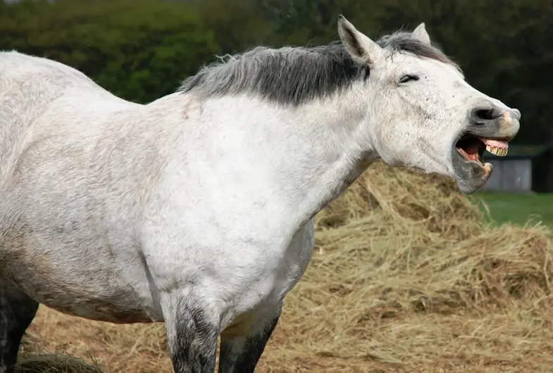 Horses with equine influenza may have a hacking cough