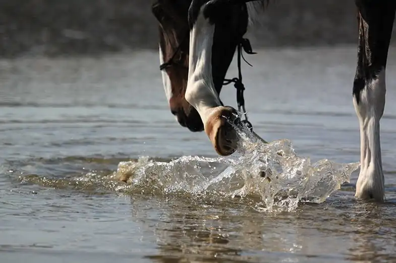 Allowing your horse to play in water can be great fun for them but also for you