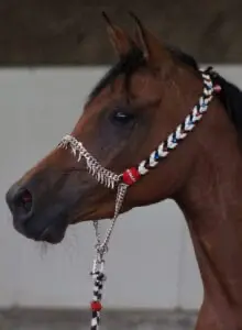 Show halters aren't practical for every day use and should only be used on horses in the show ring