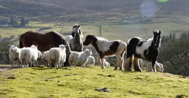 Sheep and horses get on surprisingly well