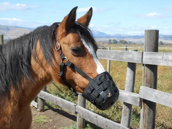 Grazing muzzles can reduce how much your horse eats by up to 80%