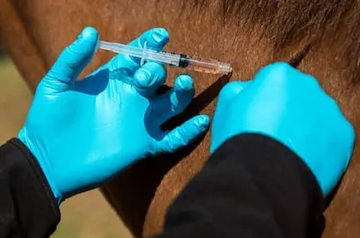 Horses can, and should, be vaccinated against equine influenza 