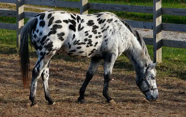 The Appaloosa is the most famous of all spotted horses
