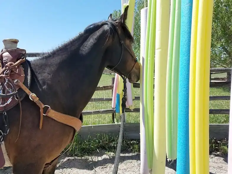 Pool noodles can help your horse overcome his fears
