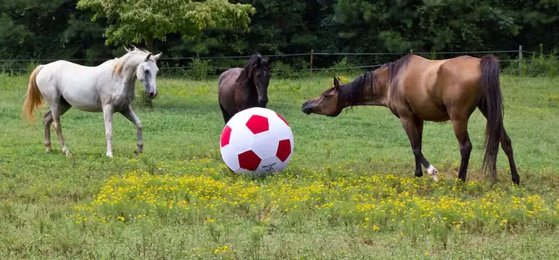A horse football will encourage your horse to move