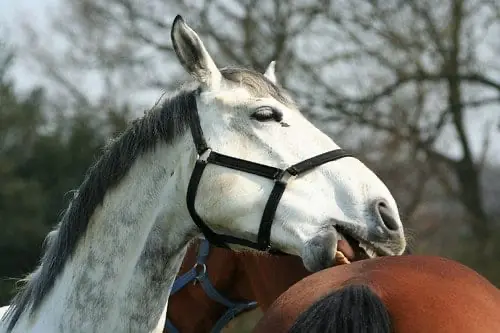 Horses mutually good each other, it helps to establish the herd hierarchy as well as reduce stress