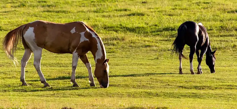 Make sure your horse has enough pasture