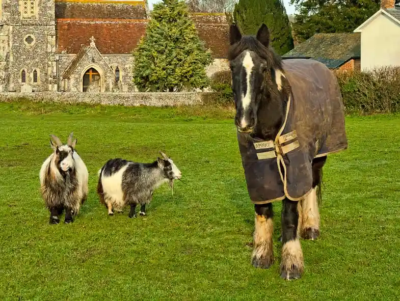 Horses and goats have similar body language so make perfect companions