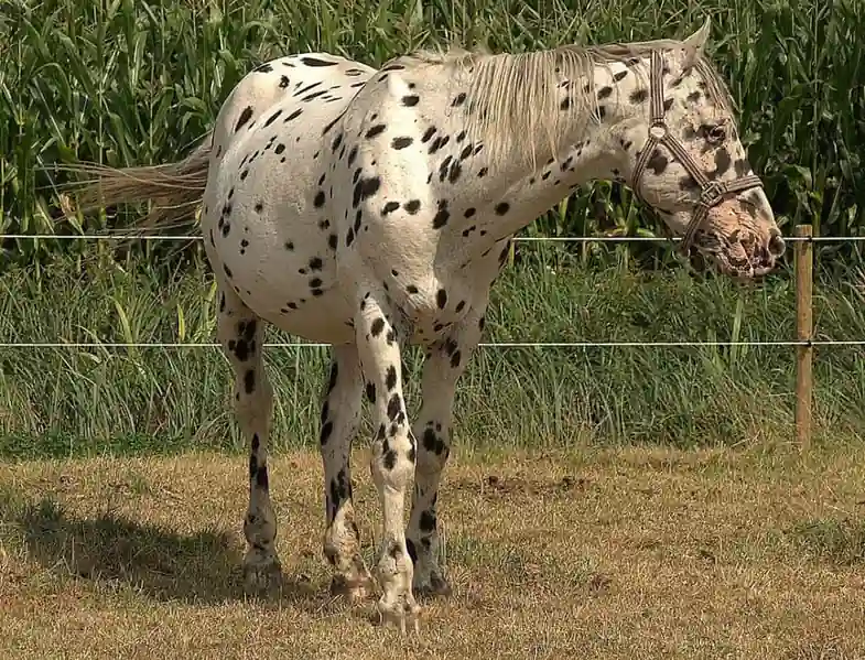 Native to Denmark, the Knabstrupper is known for its spotted coat pattern