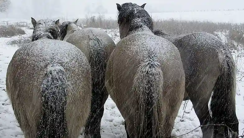 When the weather gets really cold horses will huddle together to keep warm
