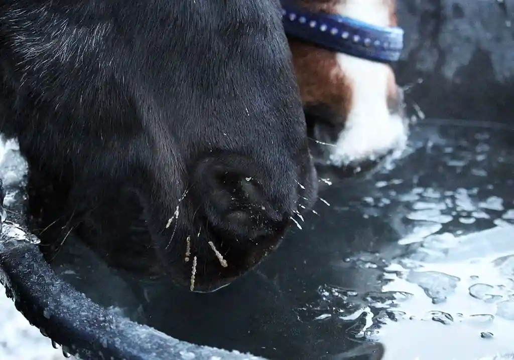 Horses prefer the water to be warmer in the winter