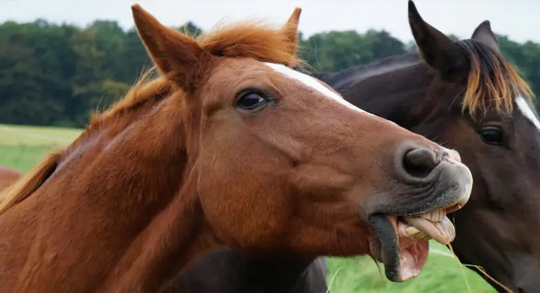 There are many reasons why horses show their teeth