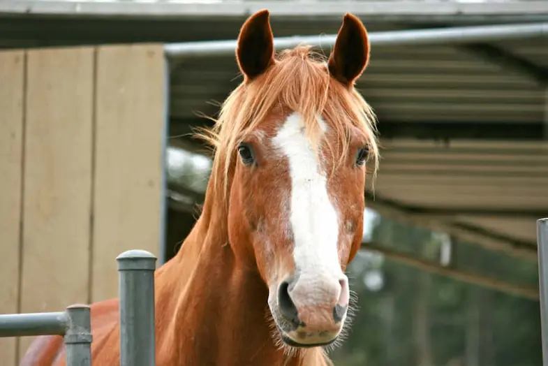 Do horses know their own names? A horse looks alert when you understand you're calling them.