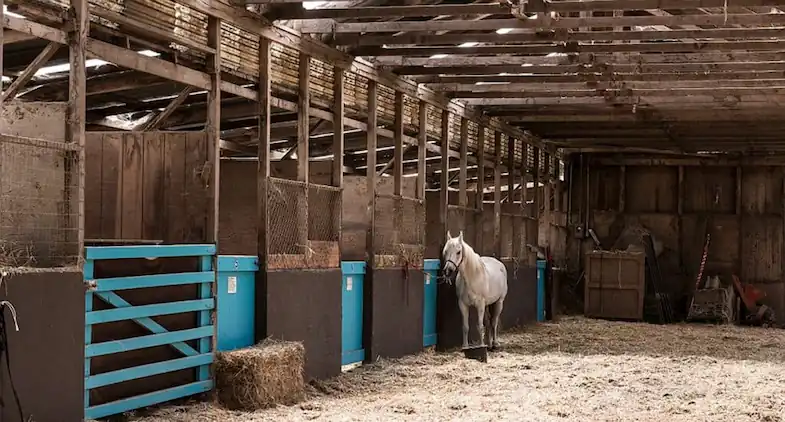 Barns can be great for housing multiple horses