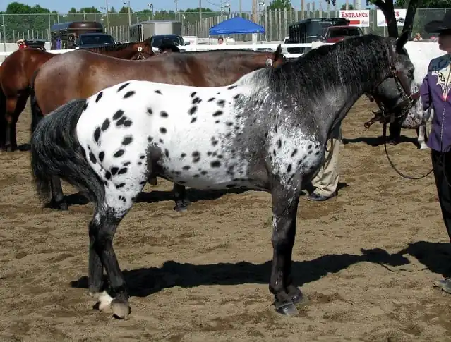 The Pony of the Americas was created when an American Shetland was accidentally bred with an Appaloosa