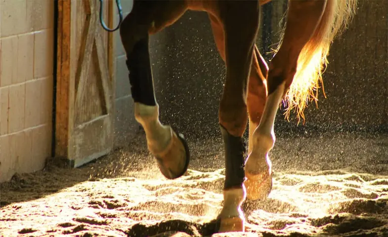 What does it mean when a horse is suffering from lameness?