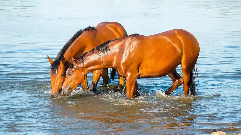 Horse need to have constant access to water