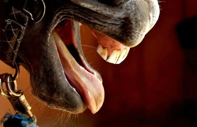 Horses can poke their tongues out and show their teeth when they have a bad taste in their mouths