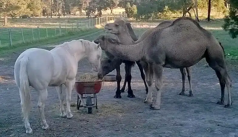 Camels can make surprising companions for horses