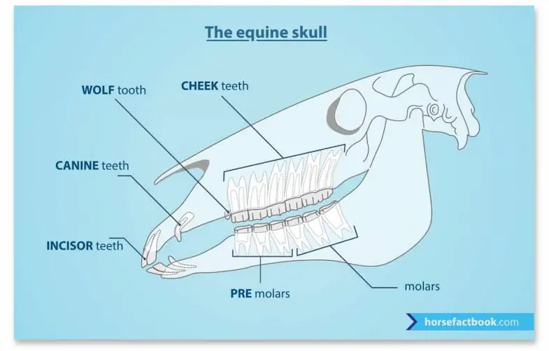 Diagram of a horse's skull and teeth - © www.horsefactbook.com