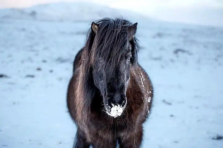 If horses don't move much during the winter they're likely to get very cold