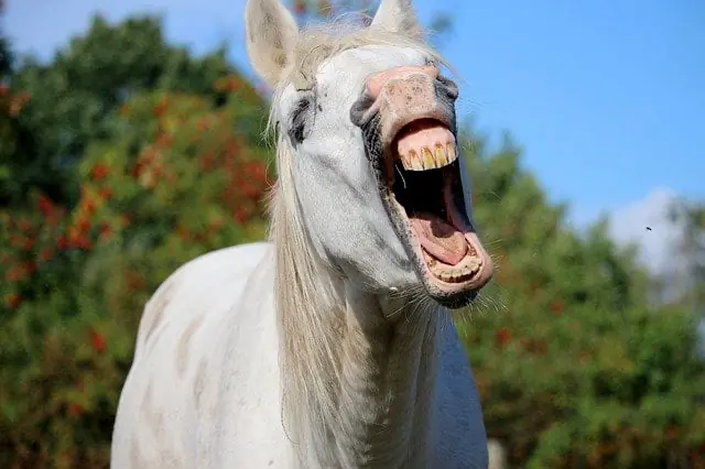Most horses will show their teeth when they're yawning
