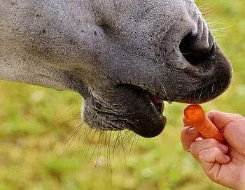 Feeding occasional treats can be a great way to bond with your horse