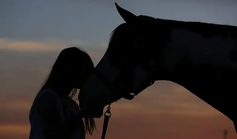 How do horses show affection?