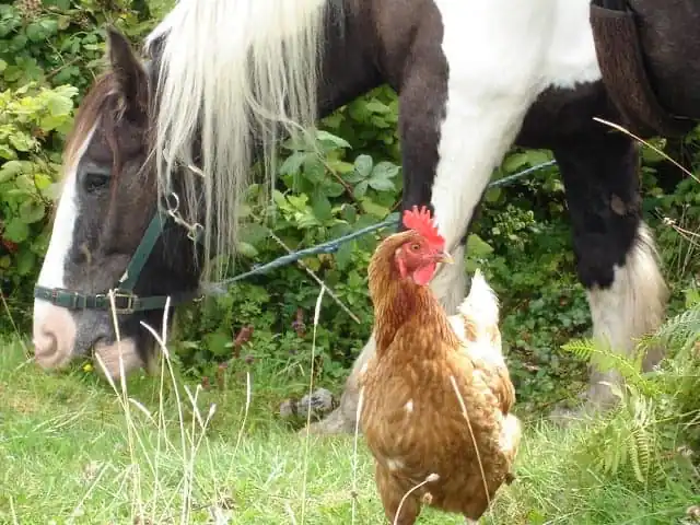 Horses find chicken very entertaining 